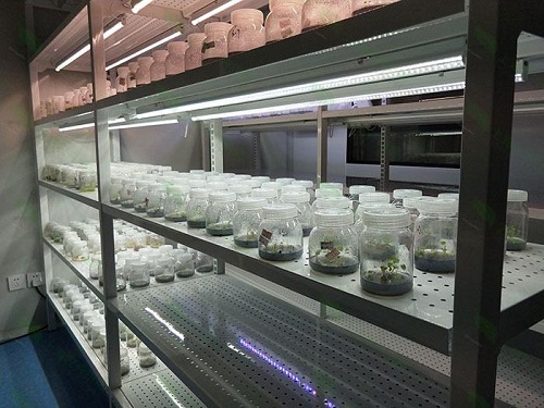 塔洋镇植物组织培养实验室设计建设方案